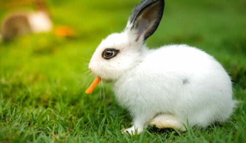 Μύθος ή αλήθεια; Το καρότο μπορεί να βλάψει το κουνέλι