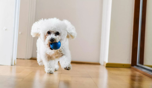 Το εύκολο κόλπο αν ο σκύλος μας δεν ηρεμεί με τίποτα μέσα στο σπίτι
