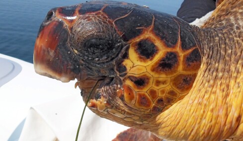 H απίστευτη ιστορία μιας σοβαρά τραυματισμένης χελώνας που ζει στον Αμβρακικό Κόλπο