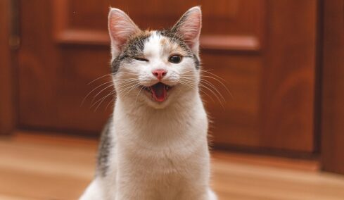 Χαμογελούν οι γάτες; Με ποιους τρόπους δείχνουν τη χαρά τους