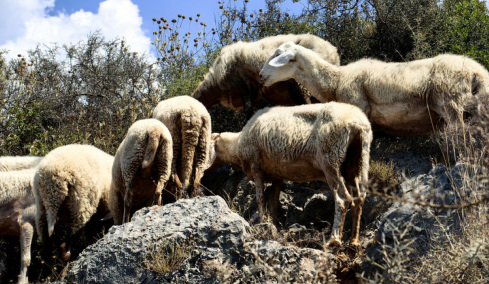 Δεν μπορούσε να συνέλθει αφότου του θανάτωσαν τα ζώα του, λένε συγγενείς και φίλοι του κτηνοτρόφου που αυτοκτόνησε 