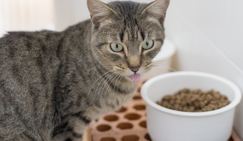 Οι 3 “άγνωστοι” λόγοι που η γάτα μας δεν τρώει το φαγητό της