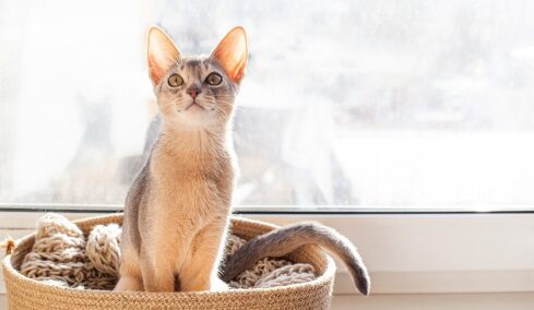 Πώς μπορεί να αναγνωρίσει μια γάτα τον κηδεμόνα της