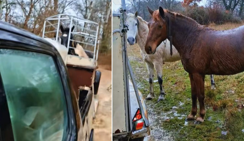Βίντεο με τη συγκινητική διάσωση αλόγων από πλημμύρα στην Καστοριά: «Στο ποτάμι αυτά, στο ποτάμι και εγώ»