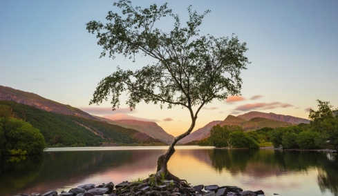 Το μοναχικό δέντρο που έγινε σταρ των social media: Πού βρίσκεται και γιατί κινδυνεύει να χαθεί