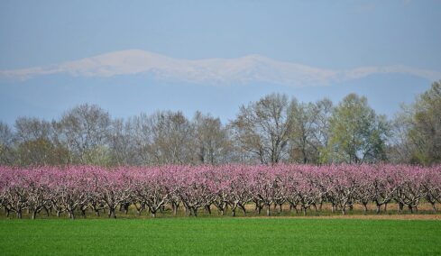 Τα εκλεκτά προϊόντα της Ημαθίας: Από το ροδάκινο στον μπάτζο
