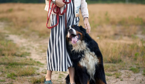 Οι 3 λόγοι που ορισμένοι σκύλοι γέρνουν πάνω στους κηδεμόνες τους