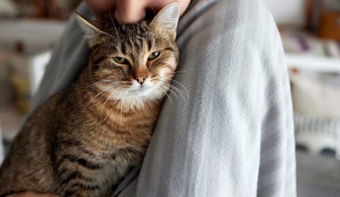 Έχετε γάτα; 3 πράγματα που αποκαλύπτει αυτό για τον χαρακτήρα σας