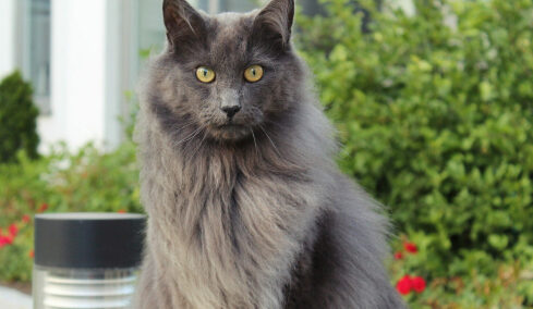 7 αρχαίες φυλές γατών που υπάρχουν μέχρι σήμερα