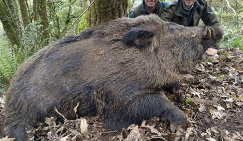 Το θαύμα της φύσης: Ο «υπερ-αγριόχοιρος» που μπορεί να φτάσει τα 200 κιλά