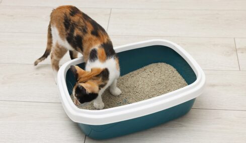 Γιατί οι γάτες θάβουν τα περιττώματά τους; Οι λόγοι που οι σκύλοι δεν το κάνουν