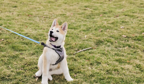 Αρνείται ξαφνικά ο σκύλος σας να προχωρήσει κατά τη διάρκεια της βόλτας; Γιατί μπορεί να συμβαίνει αυτό