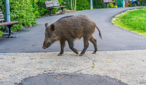 “Κάνουμε θόρυβο όταν βγάζουμε τον σκύλο βόλτα” – Τι αναφέρει ο Δήμος Πετρούπολης για τα άγρια ζώα