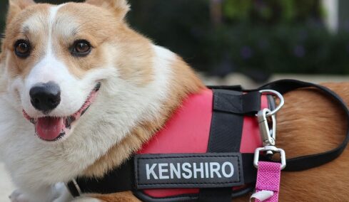 Πώς λέτε τον σκύλο σας; Τι δείχνει το όνομά του για τον χαρακτήρα σας