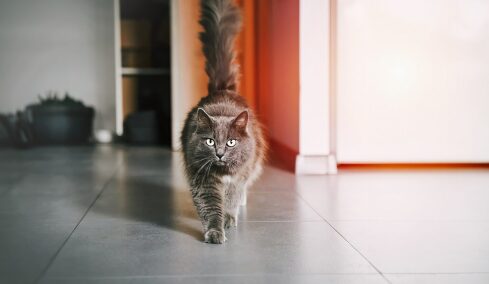 Γιατί οι γάτες περπατούν αθόρυβα - Τι κρύβει αυτή η συμπεριφορά