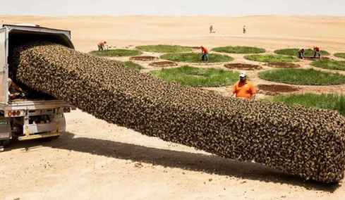 Μετέφεραν εκατομμύρια μέλισσες για να σώσουν τη Σαχάρα, αλλά κατέληξαν λιωμένες: Την λύση έδωσε η γεωμετρία