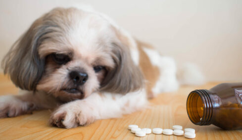 Ποια ανθρώπινα φάρμακα είναι επικίνδυνα για τον σκύλο μας