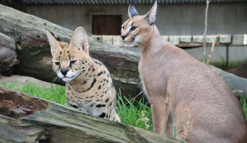 Τελωνειακοί στη Γαλλία κατάσχεσαν δύο σπάνια αιλουροειδή: Ο ιδιοκτήτης τους τα πέταξε από το μπαλκόνι, φωτογραφίες