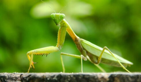 Πράγματα που δεν ξέρατε για το Αλογάκι της Παναγίας και τα μαντώδη που πολλά τρώνε τους συντρόφους τους στο ζευγάρωμα