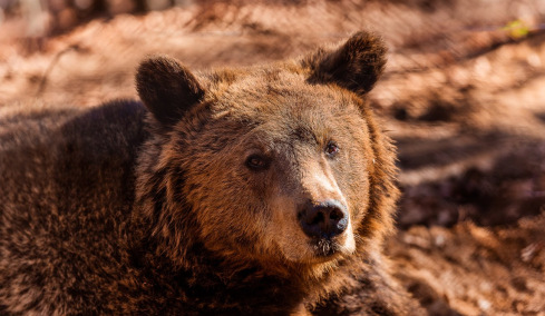 Αυξήθηκαν οι αρκούδες στην Ελλάδα, αλλά όχι οι ζημιές που προκαλούν: Έρευνα του Αρκτούρου με δεδομένα 22 ετών