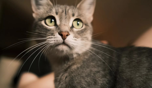 Ποια “μυστικά” κρύβονται πίσω από τα μουστάκια της γάτας μας