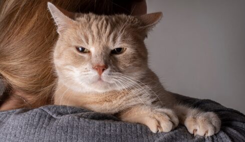 Με ποιους τρόπους οι γάτες μπορούν να προστατεύσουν το σπίτι και τον άνθρωπό τους