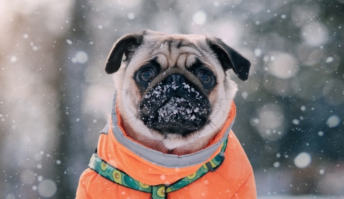 Αγαπούν οι σκύλοι το κρύο; Πώς κάνουμε τις βόλτες τους ασφαλείς