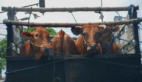 Aνοιχτή εκδήλωση για τη μεταφορά ζώντων παραγωγικών ζώων από την «A Promise to Animals»
