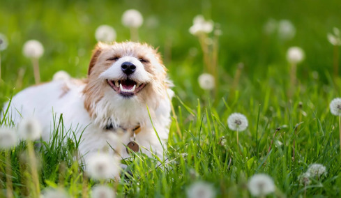 Say cheese! Υγιές στόμα για τον σκύλο και τη γάτα με τα καλύτερα προϊόντα για την οδοντική φροντίδα