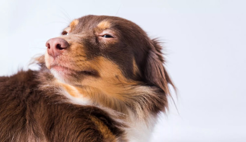 Δείτε αν ο σκύλος μας μπορεί να καταλάβει πότε του λέμε ψέματα