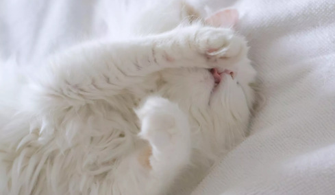Κρύβει η γάτα σας το πρόσωπό της όταν κοιμάται; Ποιοι είναι οι λόγοι