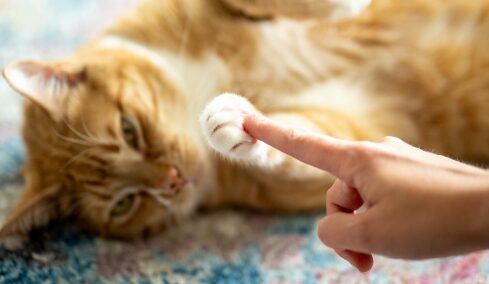 Τι θέλει να μας πει η γάτα μας όταν μας αγγίζει με το πόδι της