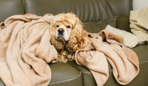 Πώς θα καθαρίσετε τις τρίχες του σκύλου από τις κουβέρτες και τα παπλώματα