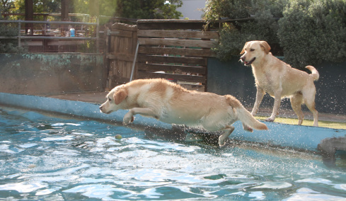 Παιδικοί σταθμοί για... σκύλους, η νέα μόδα για τη luxury σκυλίσια ζωή