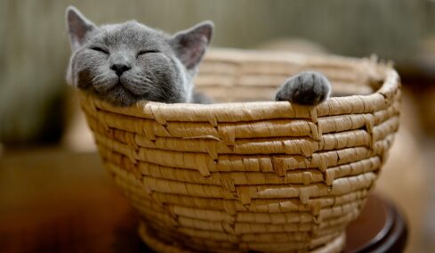 Το αναπάντεχο πράγμα που χρειάζεται μια γάτα για να είναι πραγματικά ευτυχισμένη