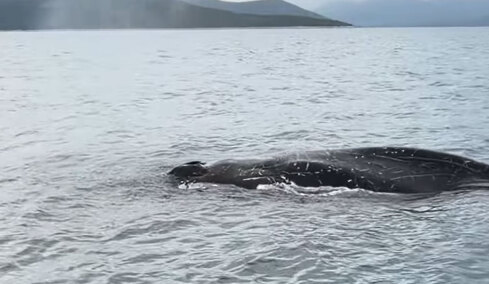 Εντοπίστηκε φάλαινα δίπλα σε ψαράδες στον Παγασητικό Κόλπο στον Βόλο, δείτε βίντεο