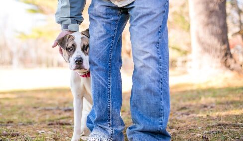 Η ζωή με έναν φοβικό σκύλο – Οι 5 τρόποι να τον βοηθήσετε
