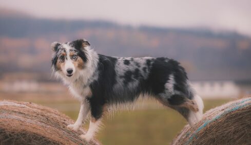 7 τρόποι για να κάνετε τον σκύλο σας πιο έξυπνο και πιο ευτυχισμένο