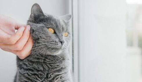 Πώς θα καταλάβετε αν μια γάτα θέλει χάδια