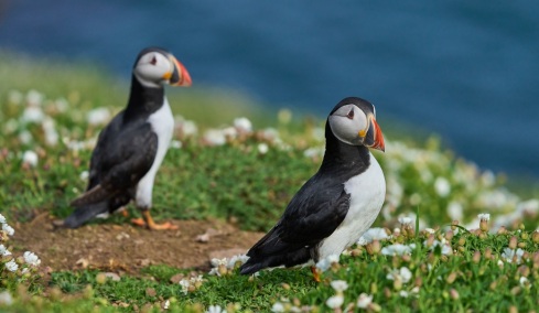 Ουαλία: Ζητούνται εθελοντές να ζήσουν σε απομονωμένο νησί για 3 μήνες... μετρώντας θαλάσσιους παπαγάλους