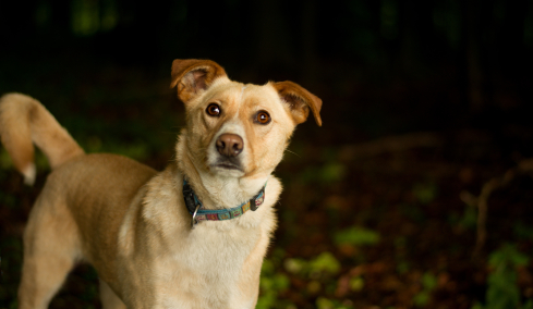 Γιατί γυαλίζουν τα μάτια των σκύλων στο σκοτάδι