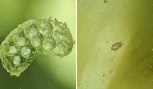 YouTuber έβαλε νερό αποχέτευσης σε βάζο: Τι ζωντανοί οργανισμοί εμφανίστηκαν μέσα σε λίγες εβδομάδες (vid)