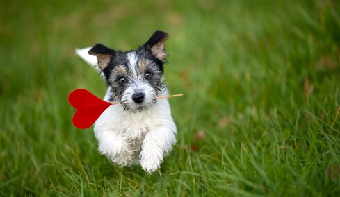 6 πολύτιμα πράγματα που μας μαθαίνει η ζωή με έναν σκύλο