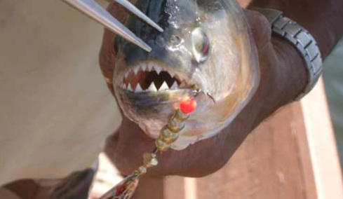 Μαζική επίθεση πιράνχα στην Αργεντινή: Πάνω από 40 τραυματίες, ένας ακρωτηριασμός και κόκκινος συναγερμός
