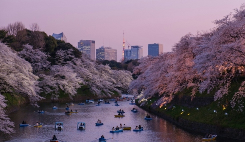 Το φεστιβάλ των κερασιών στο Φούτζι της Ιαπωνίας ακυρώθηκε λόγω «κρίσης» που προκάλεσαν οι απείθαρχοι τουρίστες