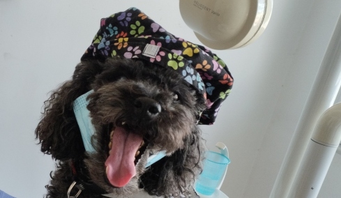 Από τον δρόμο, βοηθός σε οδοντιατρείο: Η τετράποδη Άριελ που διώχνει το άγχος για τον τροχό και τη σύριγγα