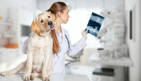 Αυτές είναι οι ερωτήσεις που συνήθως δεν κάνουμε στον κτηνίατρό μας- Και που θα έπρεπε