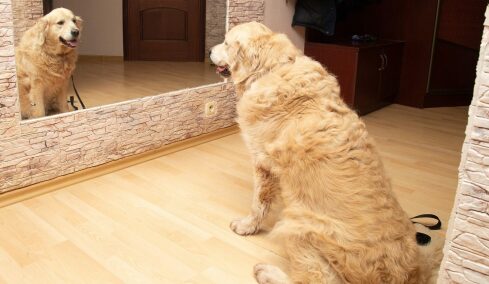 Τι πραγματικά βλέπουν οι σκύλοι όταν κοιτάνε στον καθρέφτη