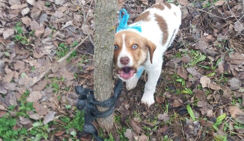 Κακοποίησαν σεξουαλικά κουτάβι τριών μηνών στην Καρδίτσα - Ψάχνουν DNA στη ζώνη του δράστη