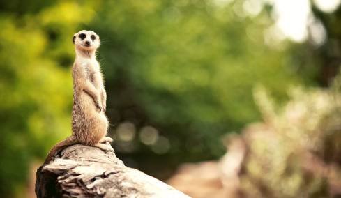 Πώς τιμωρούν τα ζώα αυτούς που παραβιάζουν τους κανόνες; 5 ενδιαφέροντα παραδείγματα